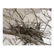Hartriegel-Nest Postkarte