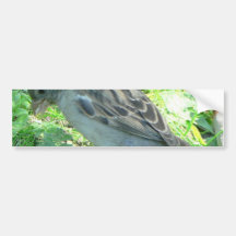 Haus-Spatz Auto Sticker
