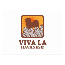 Havanese Postkarte