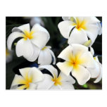 Hawaiische Plumeria-Kaskaden-Postkarte