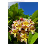 Hawaiischer Frangipani Grußkarte