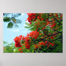 Hawaiischer roter Blumendruck Plakat