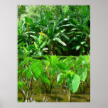 Hawaiischer Wasserbrotwurzel-Flecken Plakat