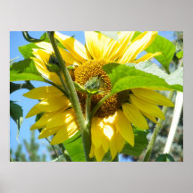 heart shaped sunflower print