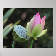 Helaines Lotus Poster