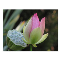 Helaines Lotus Postkarten