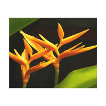 Heliconia Leinwanddruck