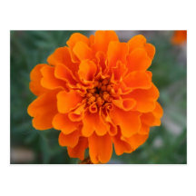 Helle orange Blume Postkarten