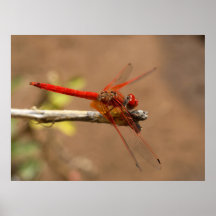 Helle rote Libelle Plakate