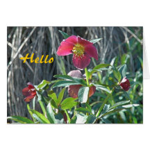 Hellebore hallo karte