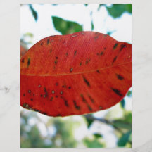 Helles Blatt des roten Gummis Personalisierte Flyer
