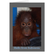 Hello from Indonesia Orangutan Photo Greeting Card