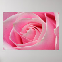 Hellrosa Rose 01 Plakat