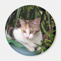 Hemingway-Katze Kühlschrankmagnete