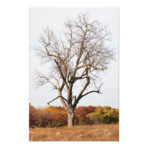 Herbst-Baum-Foto