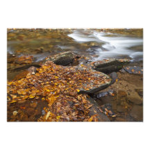 Herbst-Blätter entlang schauendes Glas-Nebenfluss  Photographie