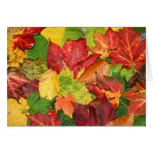 Herbst-Blätter Karten