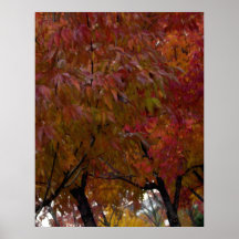 Herbst-Farben Poster