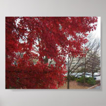 Herbst-Farben Posterdrucke