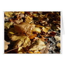 Herbst Garten Leben Wald natur Baum  Blumen Blatt Karten