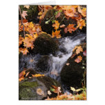 Herbst-Nebenfluss Grußkarte