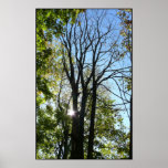 Herbst Sun durch die Bäume Posterdruck