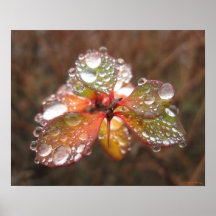 Herbst-Tröpfchen Plakatdruck