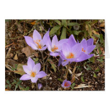 Herrliche Fall-Krokusse Grußkarte