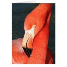 Herrliche rosa Flamingo-Gruß-Karte