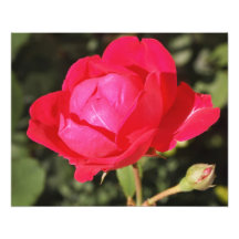 Herrliche Rose Fotografische Drucke