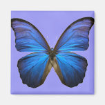 Herrlicher blauer Morpho Schmetterling Kühlschrankmagnet