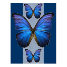 Herrlicher blauer Morpho Schmetterling Postkarten