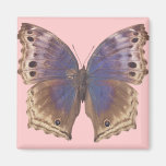 Herrlicher lila Schmetterling Magnete