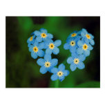 Herz-geformte Vergissmeinnicht-Blumen Postkarte
