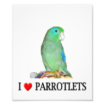 "Herz I" Parrotlets Foto-Druck