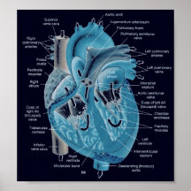Herzanatomie Posterdruck
