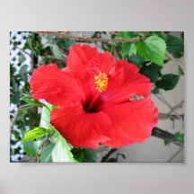Hibiscus rouge comme l'amour print