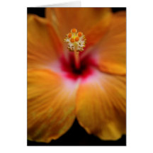 Hibiskus-Gruß-Karte