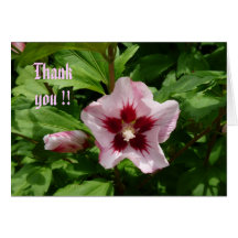 Hibiskus Hibiscus Grußkarte