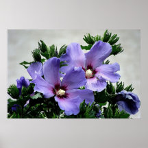 Hibiskus Plakate
