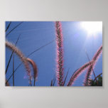 Hinterhof Bush 2 Posterdrucke