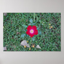 Hinterhof-Rose Posterdruck