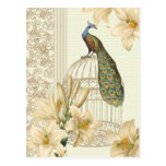 Hoch entwickelter Vintager Pfau u. Käfig-Lilie Postkarten