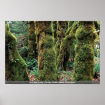 Hoh Regen-Wald, olympischer Nationalpark, Washingt Plakatdrucke