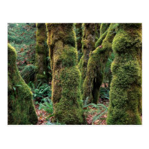 Hoh Regen-Wald, olympischer Nationalpark, Washingt Postkarten