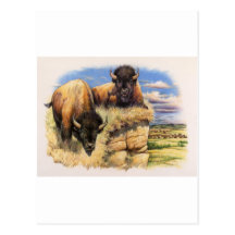 Hoher Ebenen-Bison Postkarten