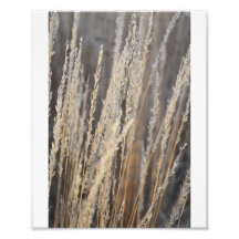 Hoher Gras-Druck Kunstfoto