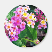 hoher Phlox Kühlschrankmagnete