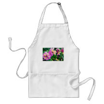 hoher Phlox Schürze