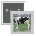 Holstein-Kuh Buttons